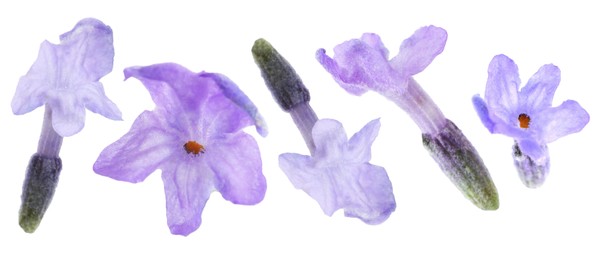 Image of Lavender florets isolated on white, set. Fragrant flowers