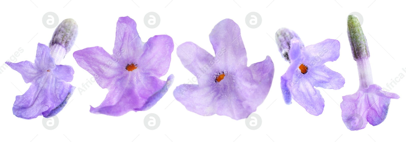 Lavender florets isolated on white, set. Fragrant flowers Image of Lavender florets isolated on white, set. Fragrant flowers