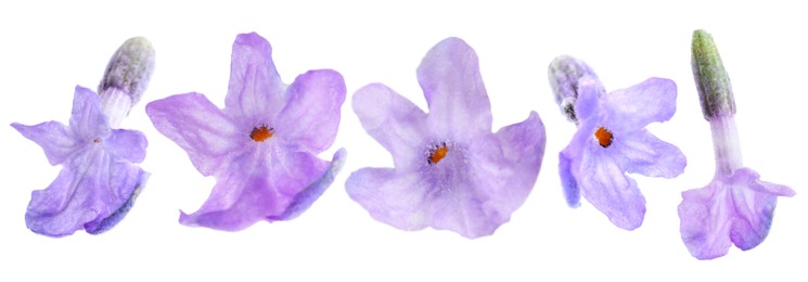 Image of Lavender florets isolated on white, set. Fragrant flowers