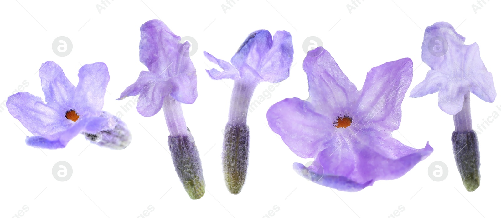 Lavender florets isolated on white, set. Fragrant flowers Image of Lavender florets isolated on white, set. Fragrant flowers