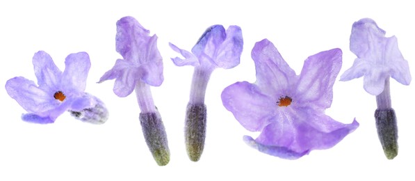 Image of Lavender florets isolated on white, set. Fragrant flowers