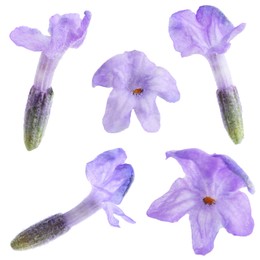 Image of Lavender florets isolated on white, set. Fragrant flowers