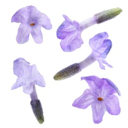 Image of Lavender florets isolated on white, set. Fragrant flowers