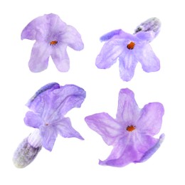 Image of Lavender florets isolated on white, set. Fragrant flowers