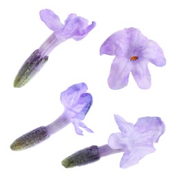 Image of Lavender florets isolated on white, set. Fragrant flowers
