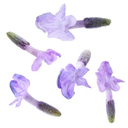 Image of Lavender florets isolated on white, set. Fragrant flowers