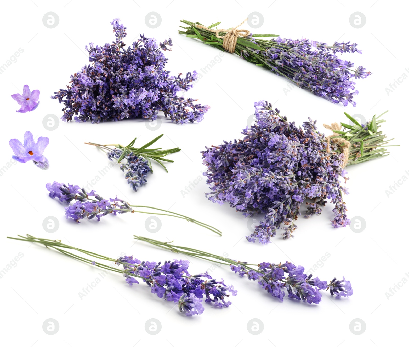 Lavender isolated on white, set. Fragrant flowers Image of Lavender isolated on white, set. Fragrant flowers