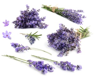 Image of Lavender isolated on white, set. Fragrant flowers
