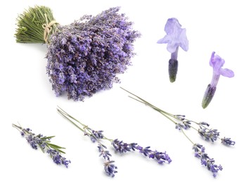 Image of Lavender isolated on white, set. Fragrant flowers