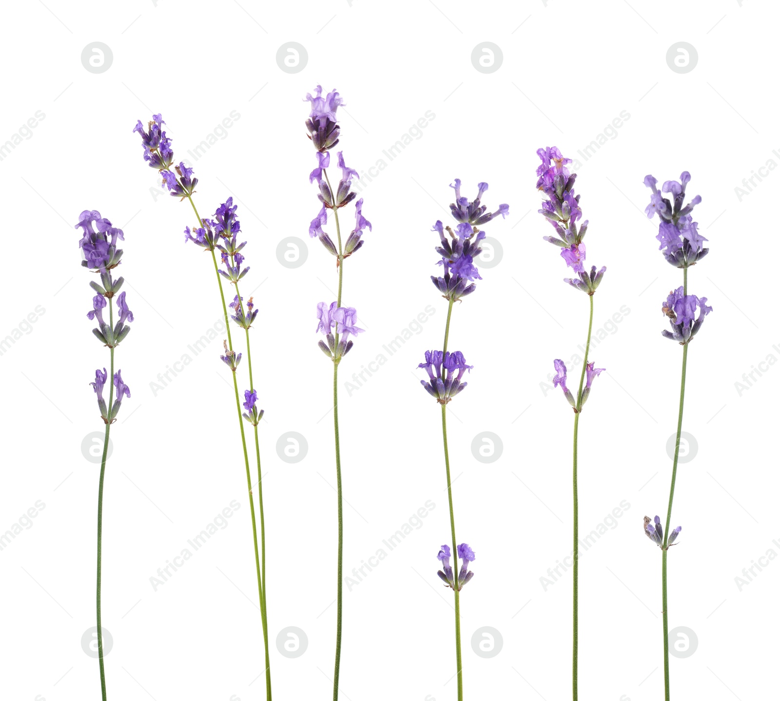 Lavender isolated on white, set. Fragrant flowers Image of Lavender isolated on white, set. Fragrant flowers