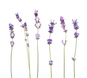 Image of Lavender isolated on white, set. Fragrant flowers