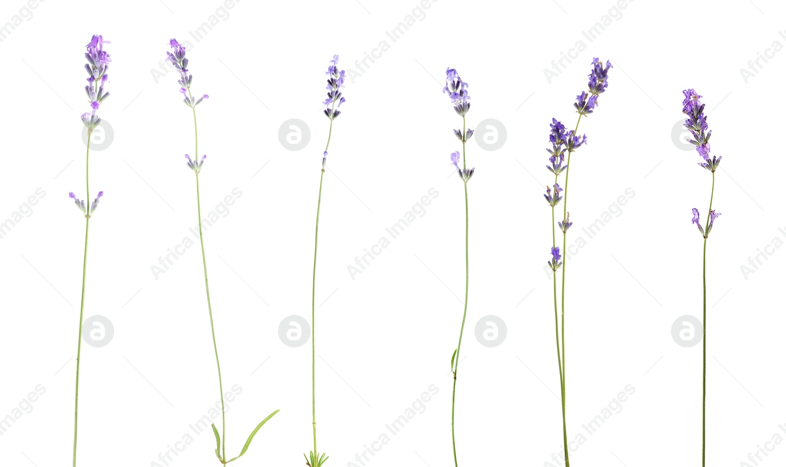 Lavender isolated on white, set. Fragrant flowers Image of Lavender isolated on white, set. Fragrant flowers