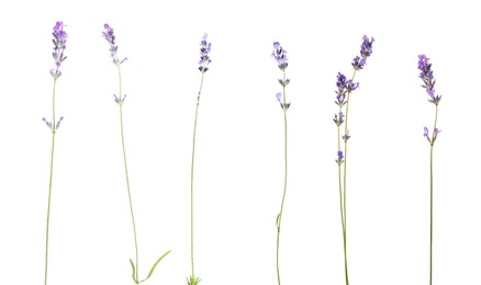 Image of Lavender isolated on white, set. Fragrant flowers