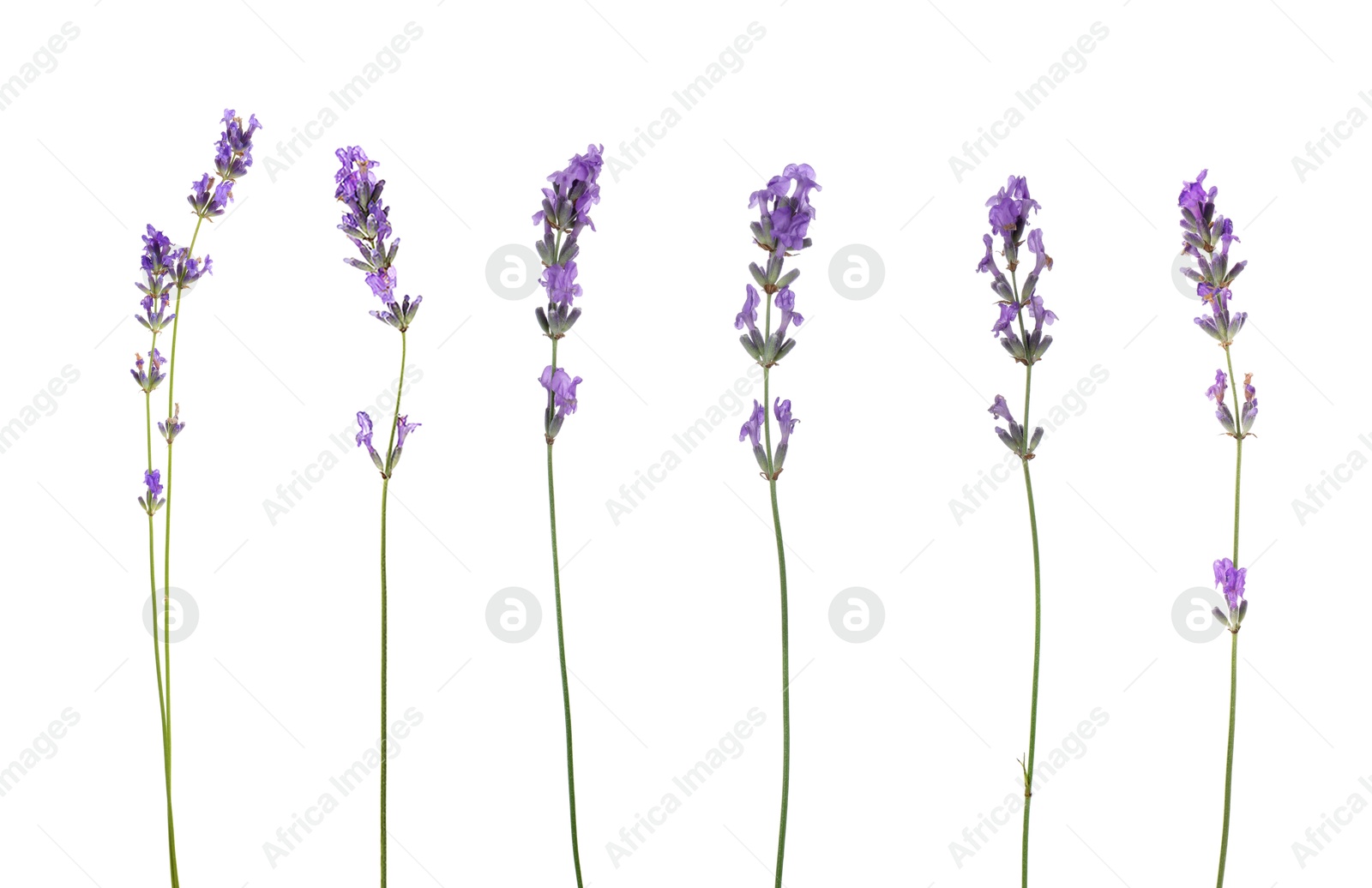 Lavender isolated on white, set. Fragrant flowers Image of Lavender isolated on white, set. Fragrant flowers