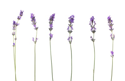 Image of Lavender isolated on white, set. Fragrant flowers
