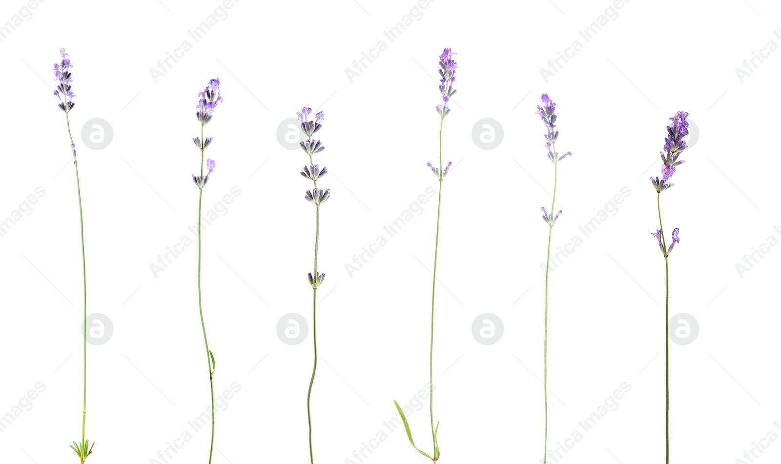 Lavender isolated on white, set. Fragrant flowers Image of Lavender isolated on white, set. Fragrant flowers