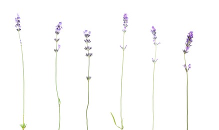 Image of Lavender isolated on white, set. Fragrant flowers
