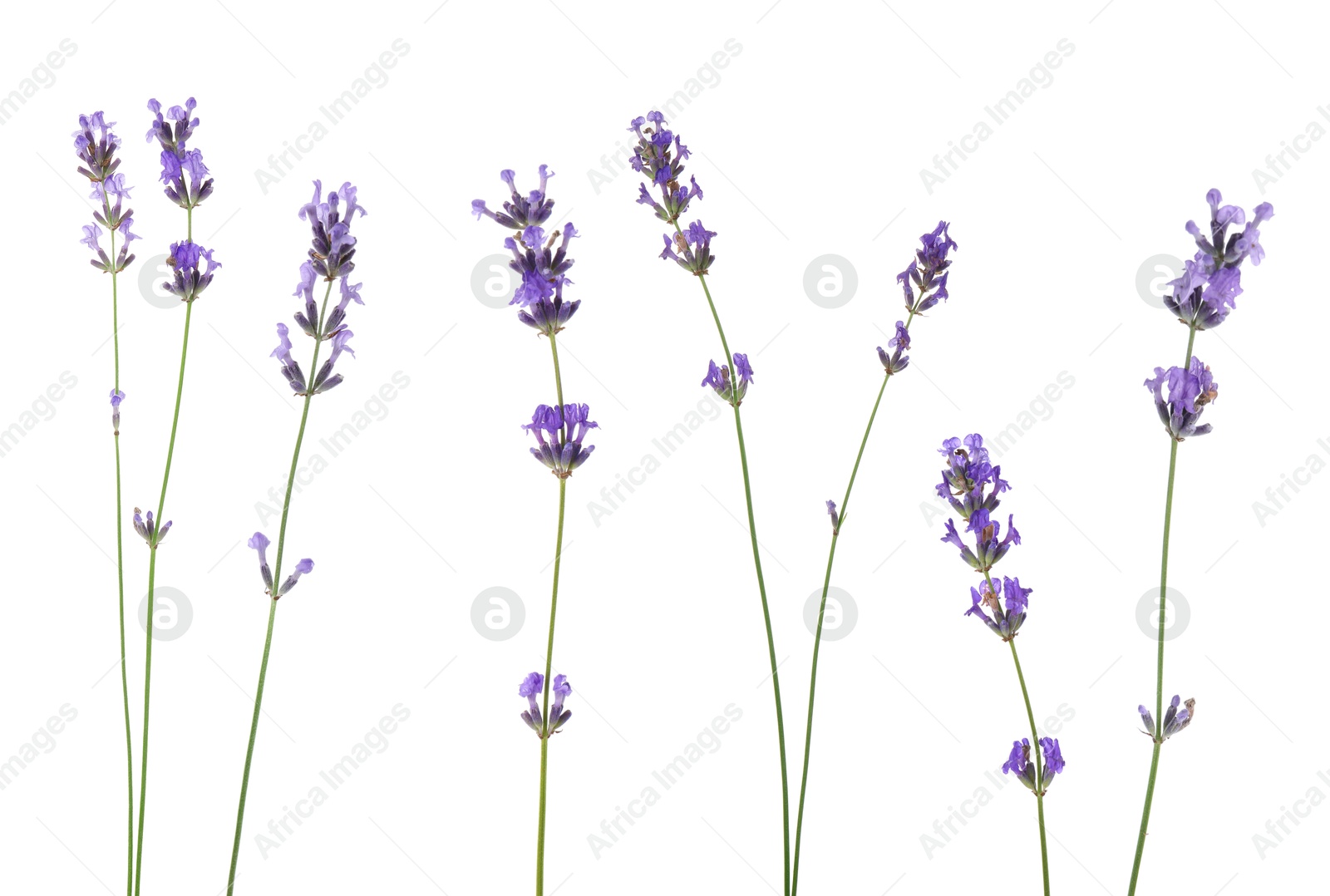 Lavender isolated on white, set. Fragrant flowers Image of Lavender isolated on white, set. Fragrant flowers