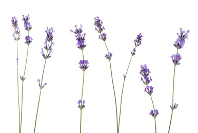 Image of Lavender isolated on white, set. Fragrant flowers
