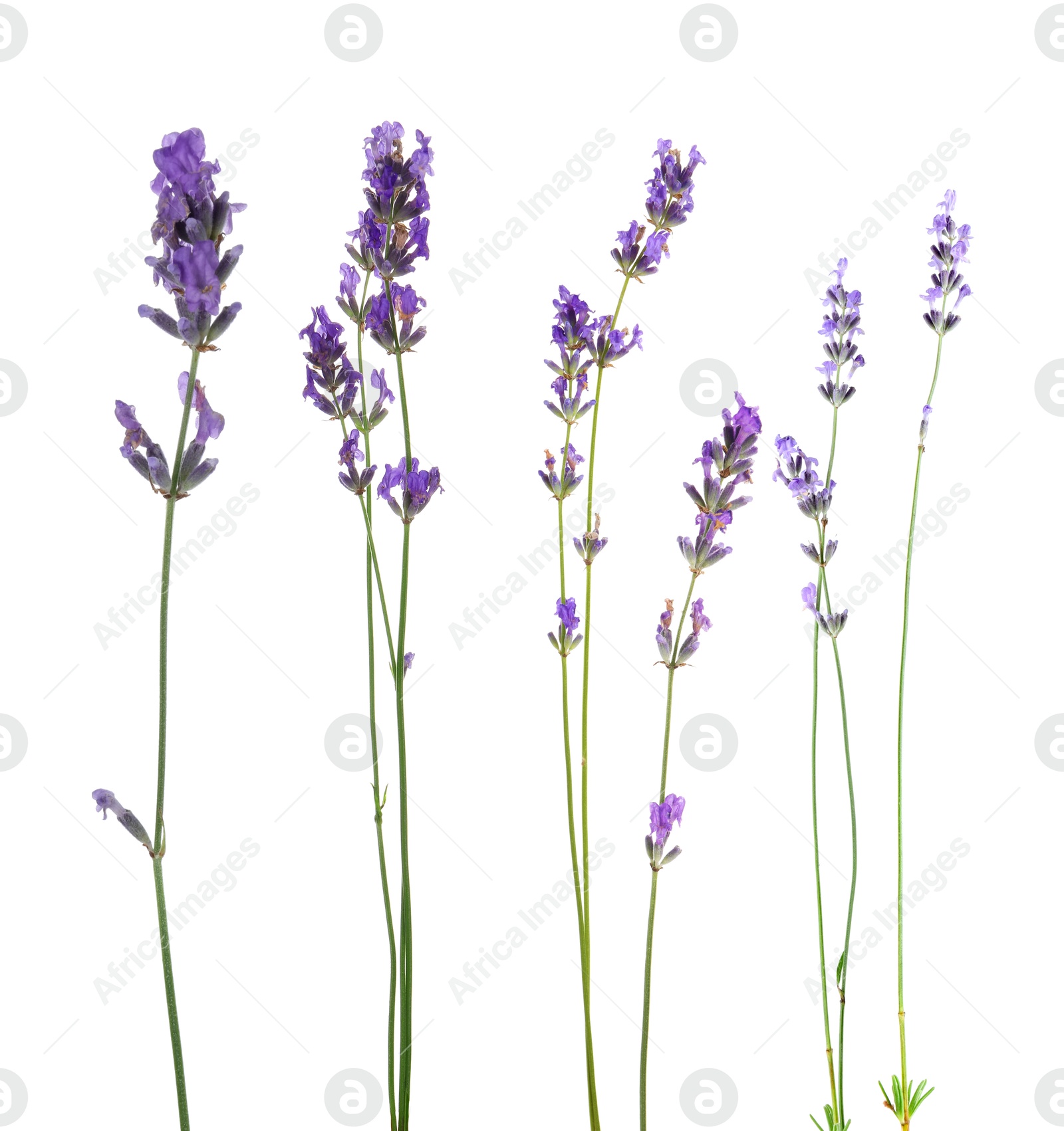 Lavender isolated on white, set. Fragrant flowers Image of Lavender isolated on white, set. Fragrant flowers
