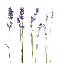 Image of Lavender isolated on white, set. Fragrant flowers