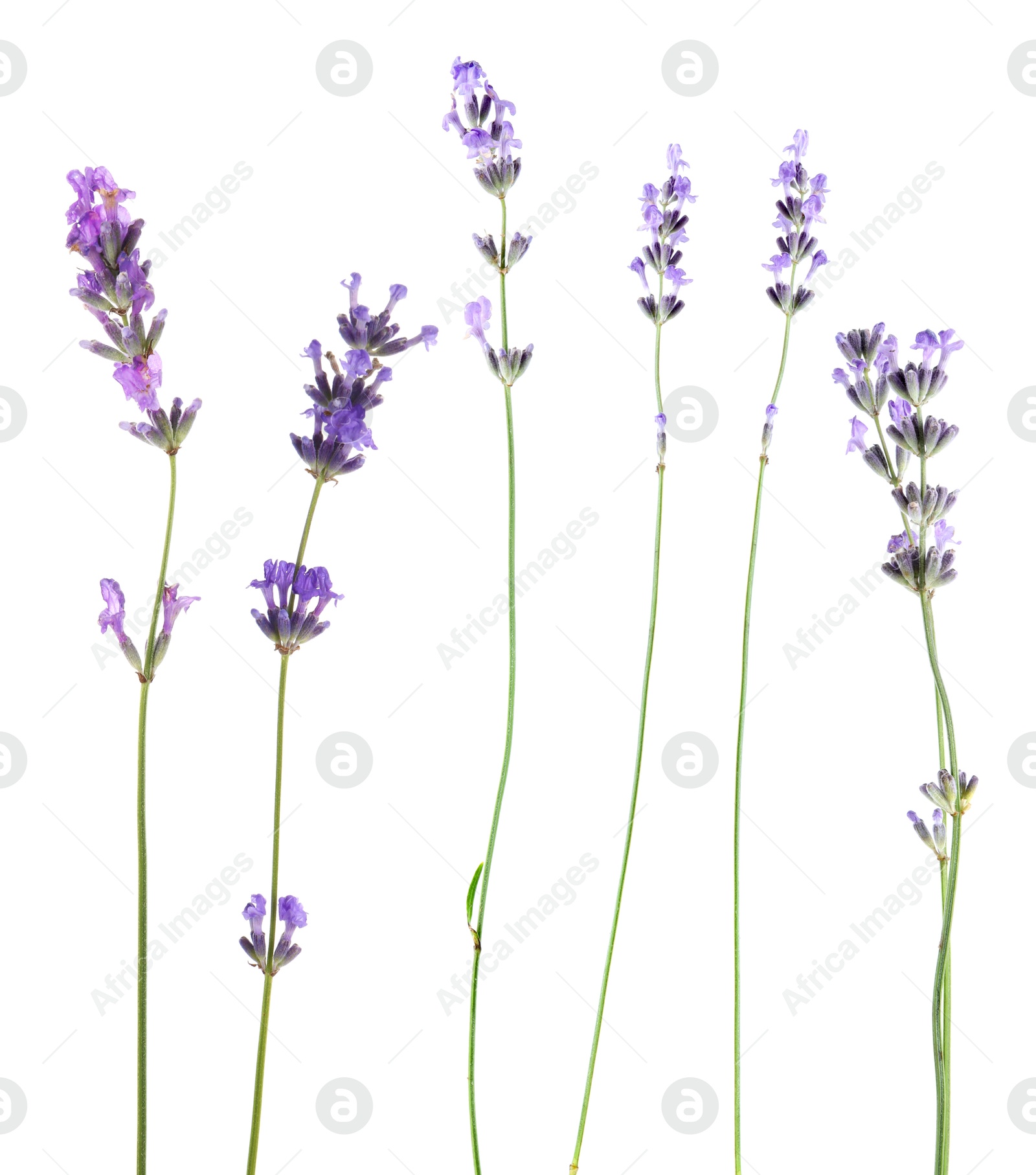 Lavender isolated on white, set. Fragrant flowers Image of Lavender isolated on white, set. Fragrant flowers