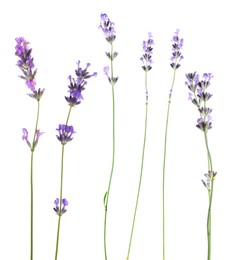 Image of Lavender isolated on white, set. Fragrant flowers