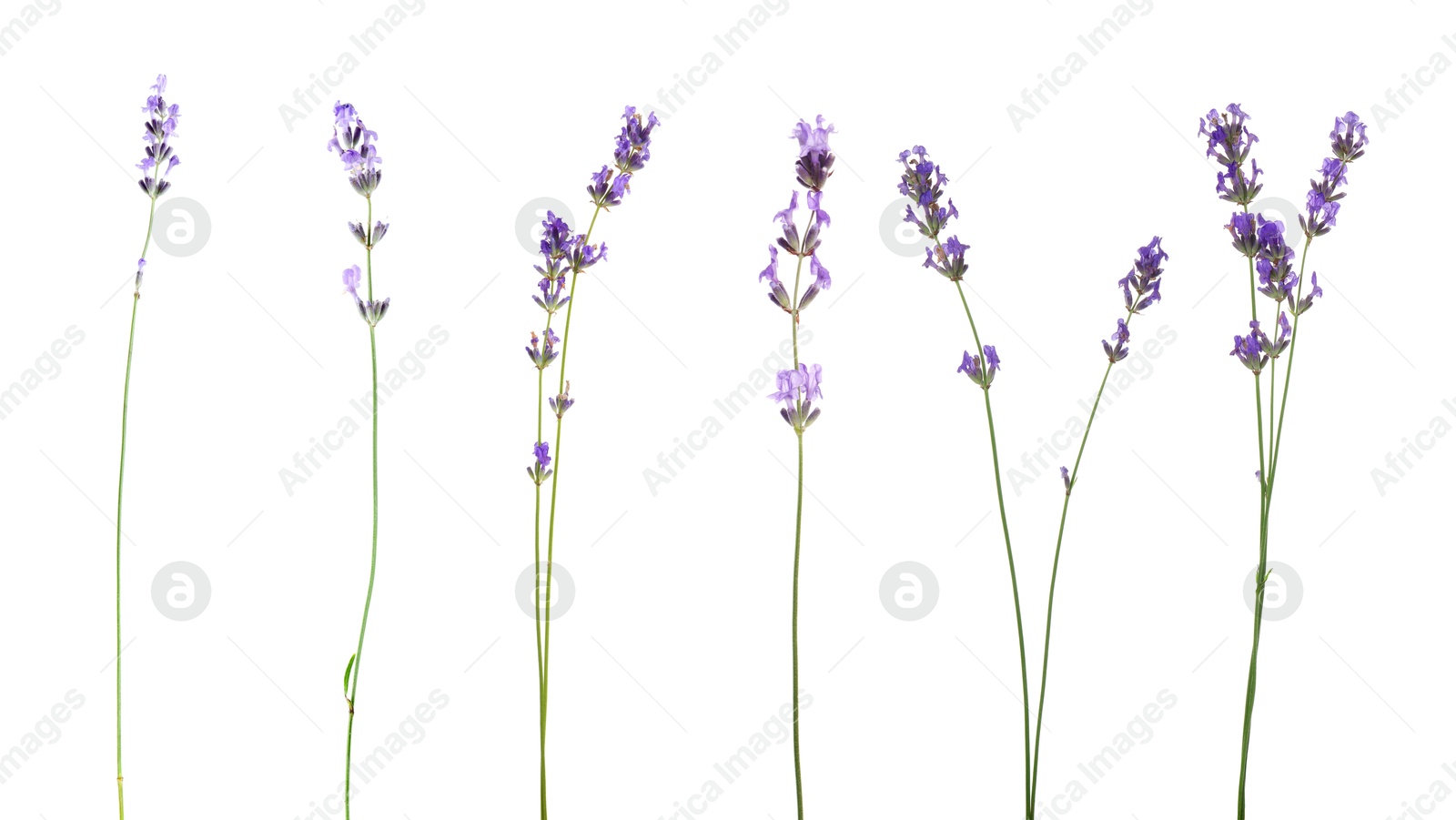 Lavender isolated on white, set. Fragrant flowers Image of Lavender isolated on white, set. Fragrant flowers
