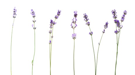 Image of Lavender isolated on white, set. Fragrant flowers