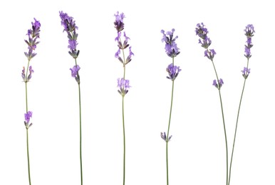 Image of Lavender isolated on white, set. Fragrant flowers