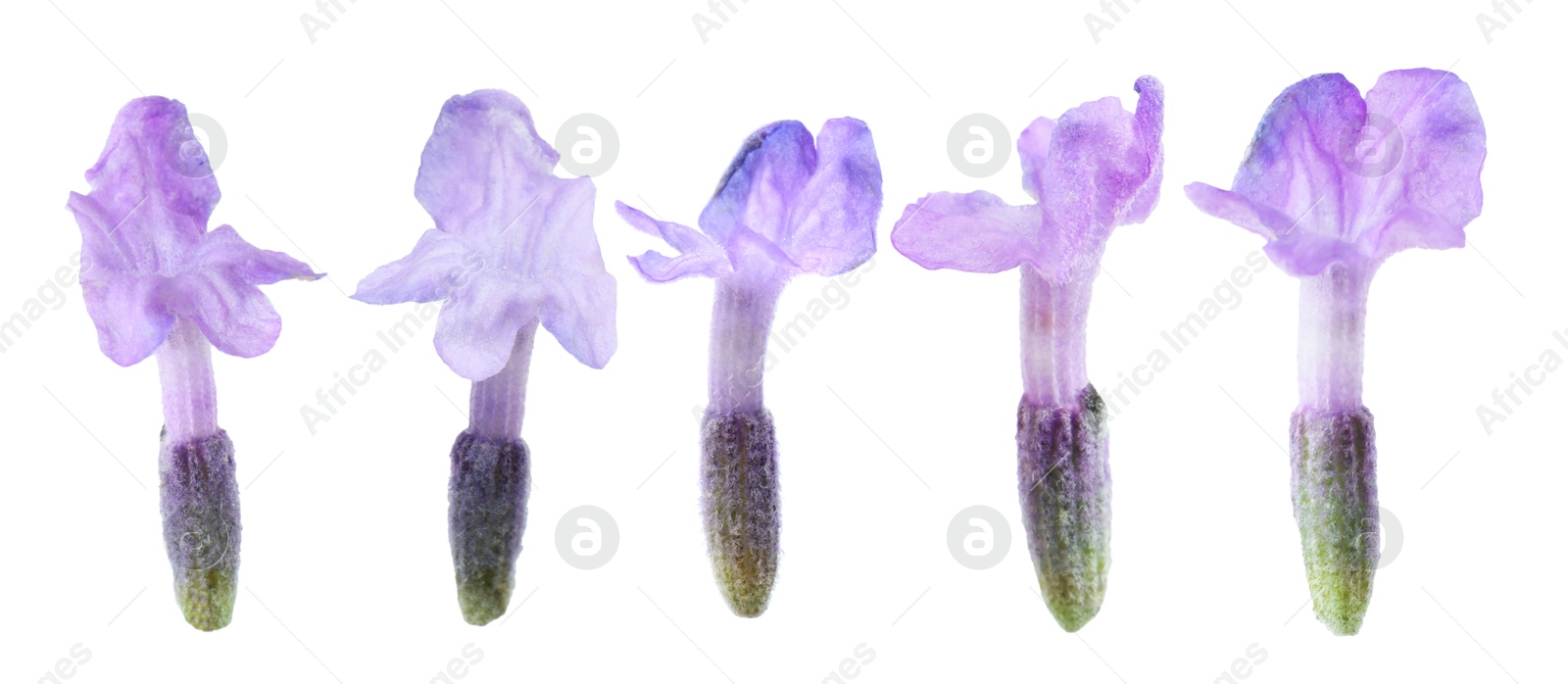 Lavender florets isolated on white, set. Fragrant flowers Image of Lavender florets isolated on white, set. Fragrant flowers