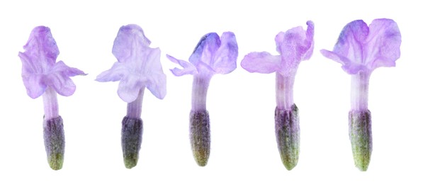Image of Lavender florets isolated on white, set. Fragrant flowers