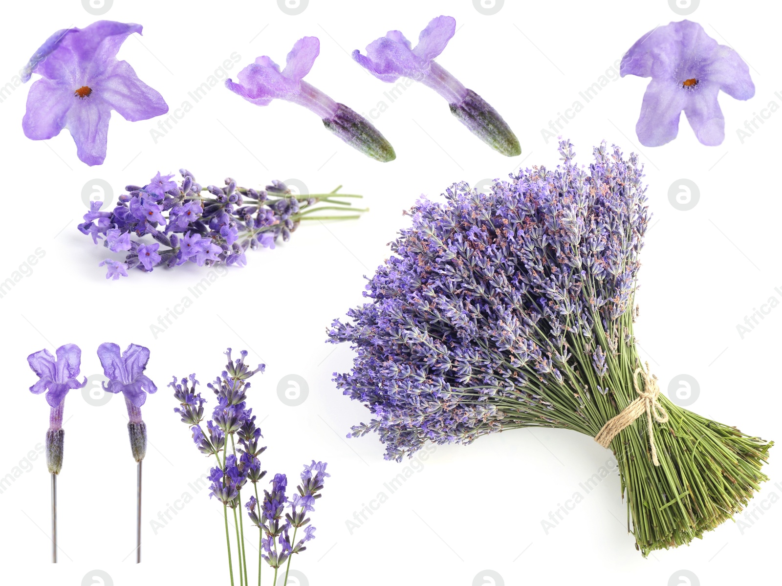 Lavender isolated on white, set. Fragrant flowers Image of Lavender isolated on white, set. Fragrant flowers