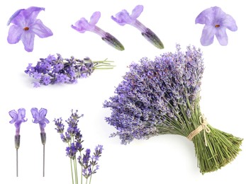 Image of Lavender isolated on white, set. Fragrant flowers