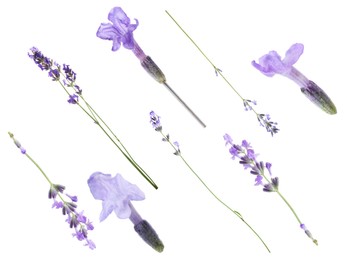Image of Lavender isolated on white, set. Fragrant flowers