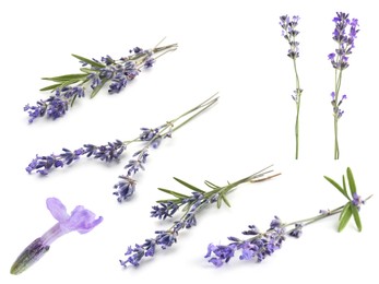 Image of Lavender isolated on white, set. Fragrant flowers