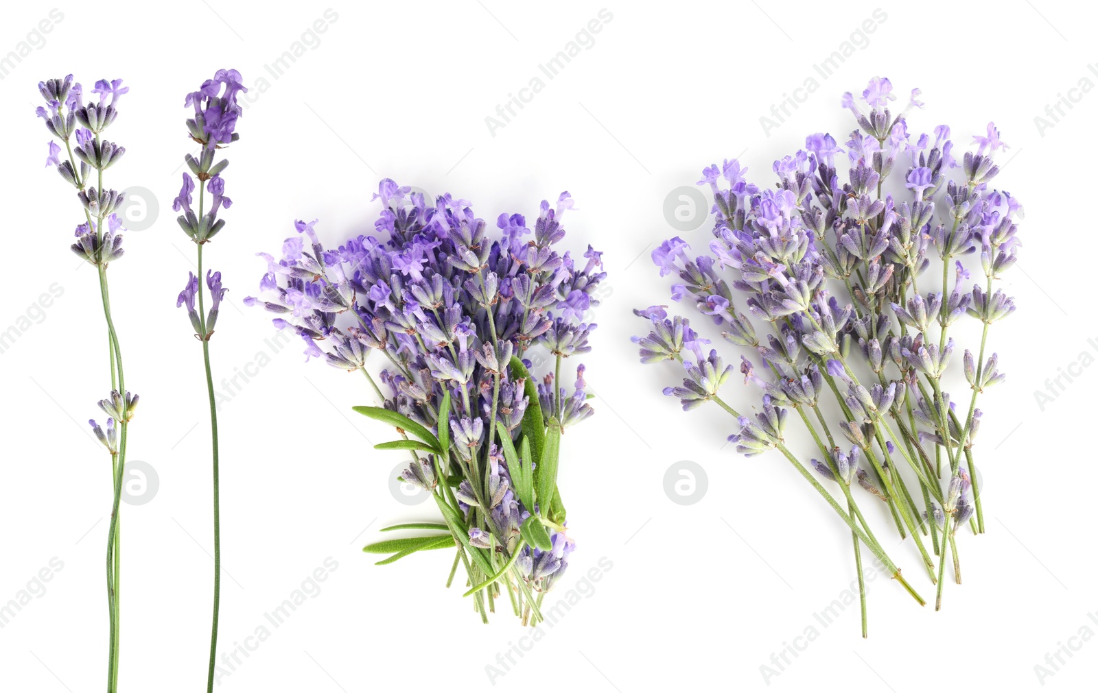 Lavender isolated on white, set. Fragrant flowers Image of Lavender isolated on white, set. Fragrant flowers