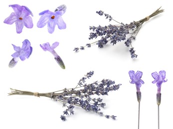 Image of Lavender isolated on white, set. Fragrant flowers