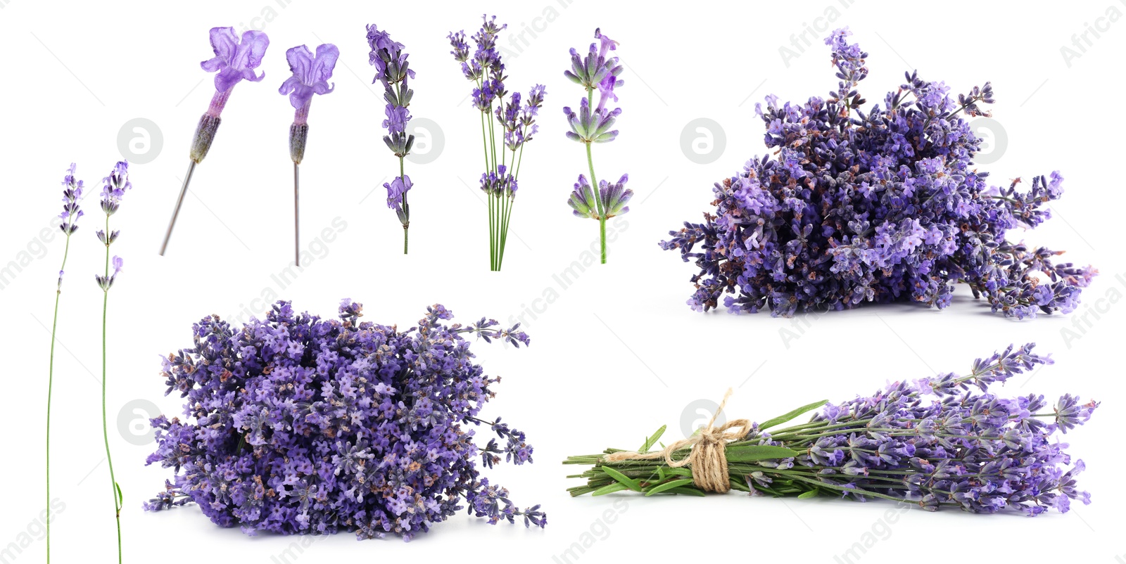 Lavender isolated on white, set. Fragrant flowers Image of Lavender isolated on white, set. Fragrant flowers