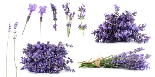 Image of Lavender isolated on white, set. Fragrant flowers