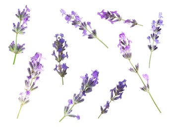 Image of Lavender isolated on white, set. Fragrant flowers