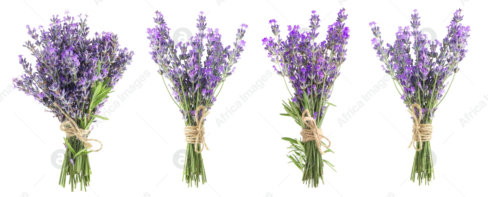 Image of Bundles of lavender flowers isolated on white, set