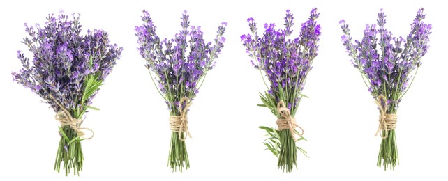 Image of Bundles of lavender flowers isolated on white, set