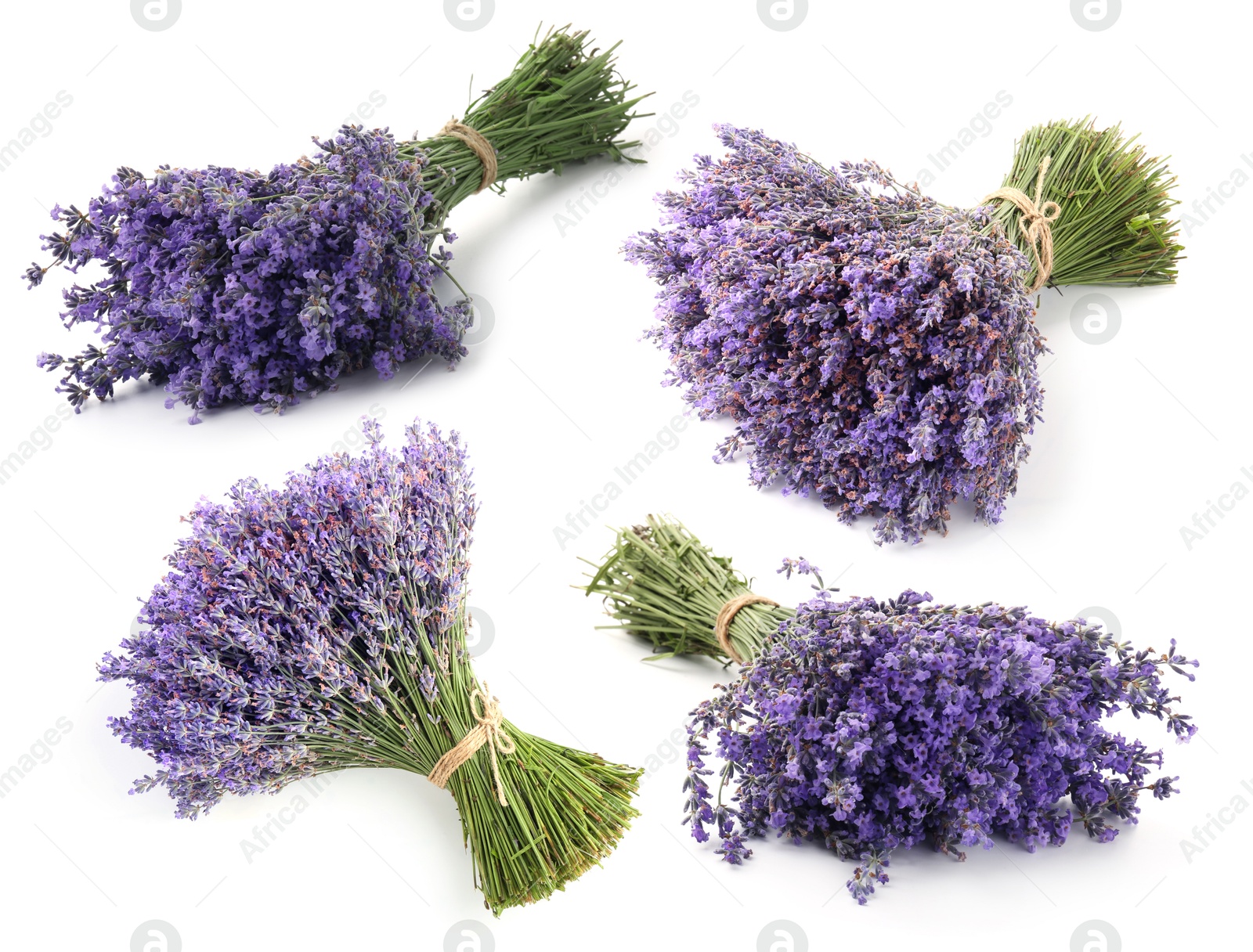 Image of Bundles of lavender flowers isolated on white, set
