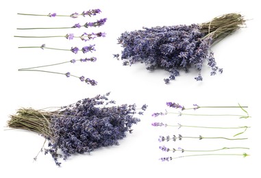 Image of Lavender isolated on white, set. Fragrant flowers
