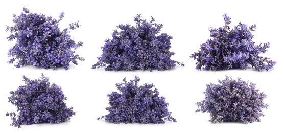 Image of Bundles of lavender flowers isolated on white, set