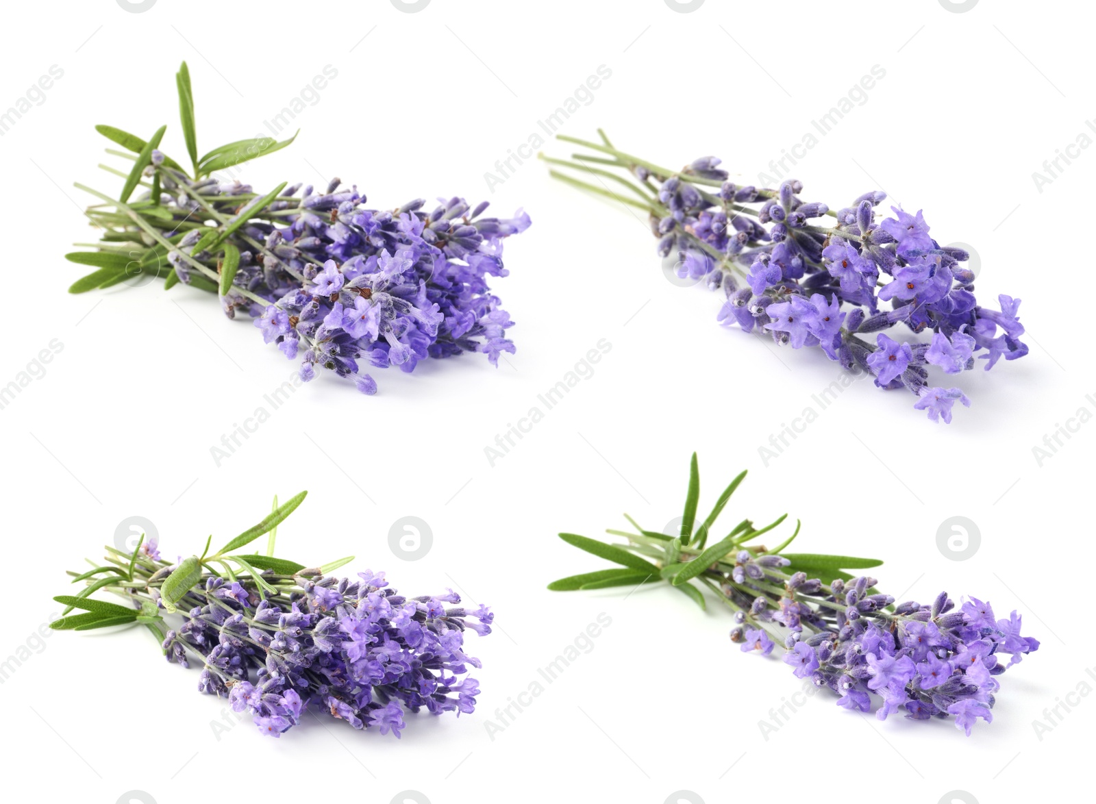 Image of Bundles of lavender flowers isolated on white, set