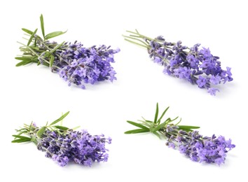 Image of Bundles of lavender flowers isolated on white, set