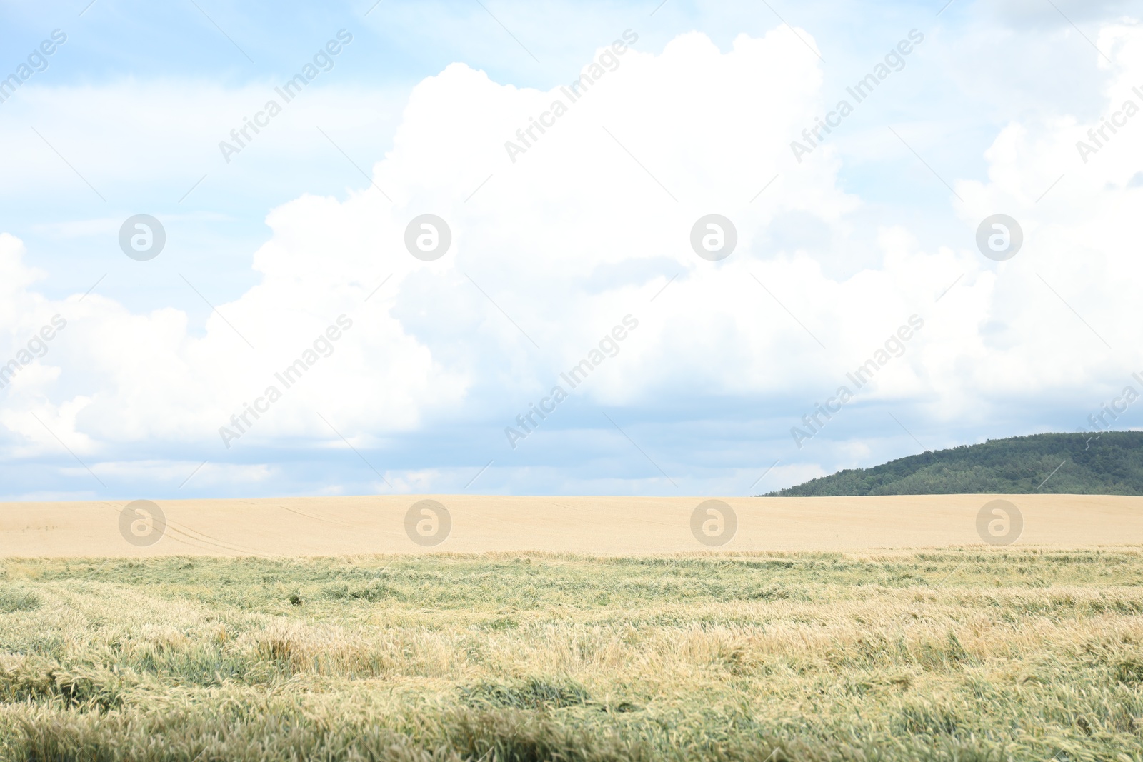 View of beautiful wheat field under cloudy sky Photo of View of beautiful wheat field under cloudy sky
