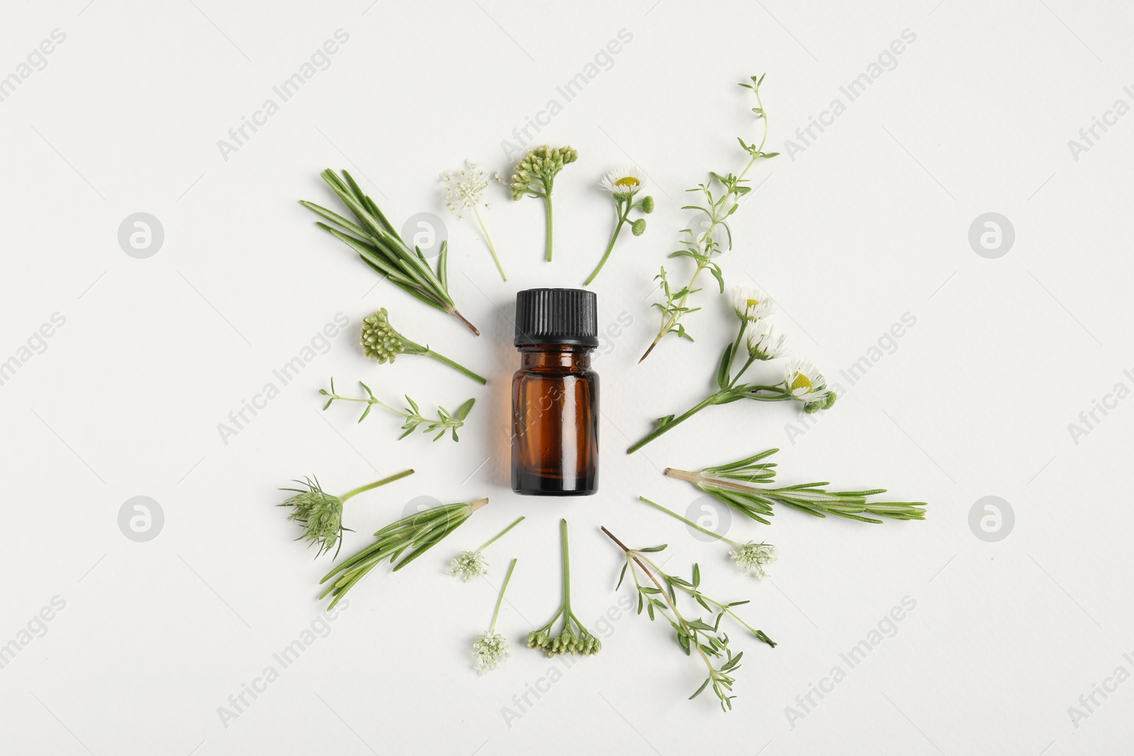 Photo of Essential oil and different plants on white background, flat lay